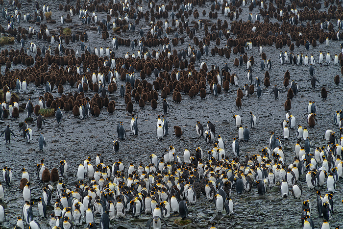 South Georgia Island King Penguin Colony Light Whale Bay Colony on South Georgia Island A group standing motionless, waiting for a molt