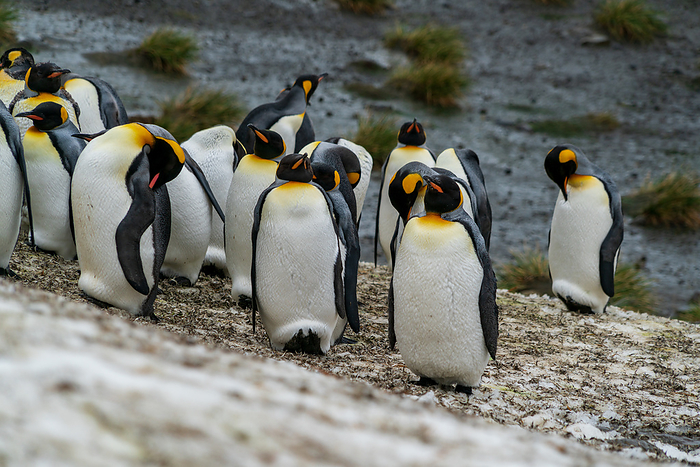 South Georgia Island King Penguin Light Whale Bay Colony on South Georgia Island A group standing motionless, waiting for a molt