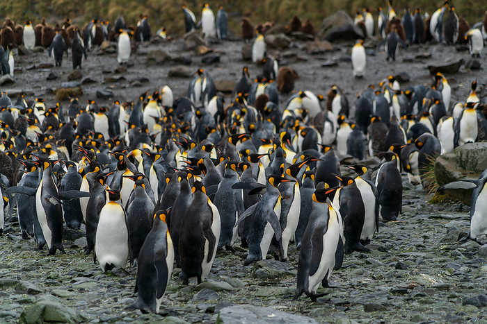 South Georgia Island King Penguin Colony Light Whale Bay Colony on South Georgia Island A group standing motionless, waiting for a molt