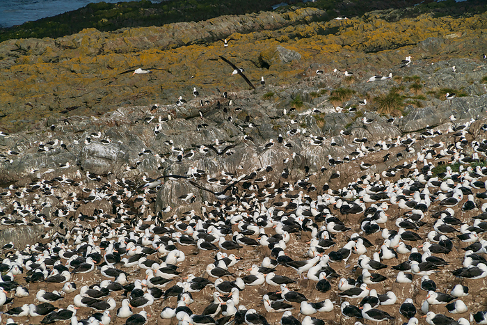 Falkland Islands Colony of the Mayu Grosbeak Albatross The world s largest breeding site for the Mayu Grosbeak Albatross on Steeple Jason Island