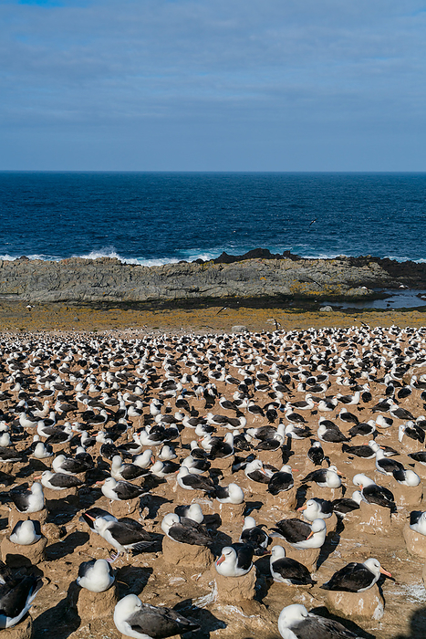 Falkland Islands Colony of the Mayu Grosbeak Albatross The world s largest breeding site for the Mayu Grosbeak Albatross on Steeple Jason Island