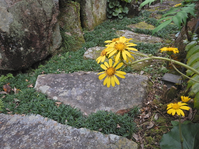 Stone pavement and Tsuwabuki flowers