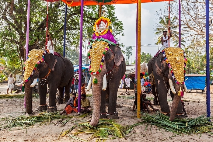 KOCHI, INDIA, FEBRUARY 24, 2013: Decorated elephants with brahmins (priests) in Hindu temple at temple festival. There about 550 domesticated elephants in Kerala state, by Dmitry Rukhlenko