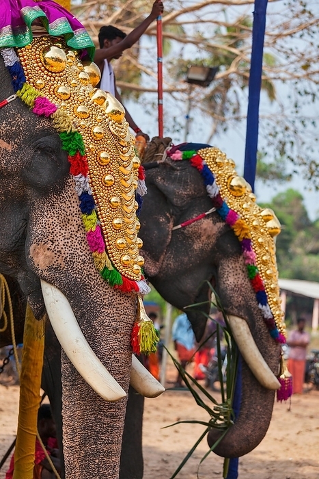 KOCHI, INDIA, FEBRUARY 24, 2013: Decorated elephants with brahmins (priests) in Hindu temple at temple festival. There about 550 domesticated elephants in Kerala state, by Dmitry Rukhlenko