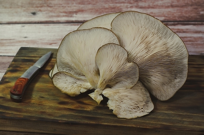 Close-up of wild thistle mushrooms or (Pleurotus eryngii) on wooden board with a knife next to it, by jose hernandez antona