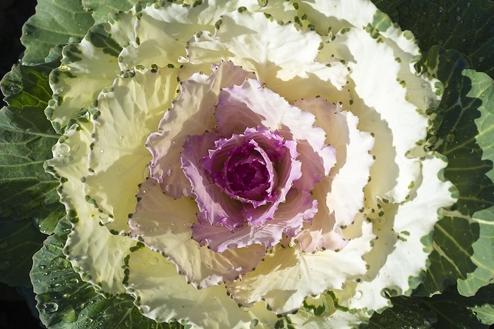 Cabbage Salad, by Mats Silvan