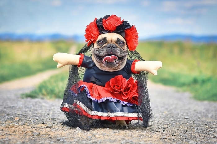 Funny French Bulldog dog dressed up with 'La Catrina' Halloween costume with red and black dress with rose flowers and lace veil from Mexican 'Los Muertos' Day of the Dead festival, by Firn