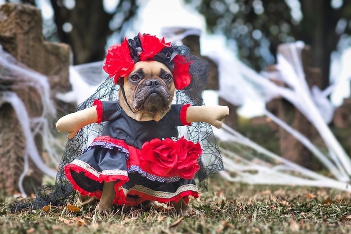 French Bulldog dog dressed up with La Catrina Halloween costume with red and black dress with rose flowers and lace veil from Mexican Los Muertos Day of the Dead festival, by Firn