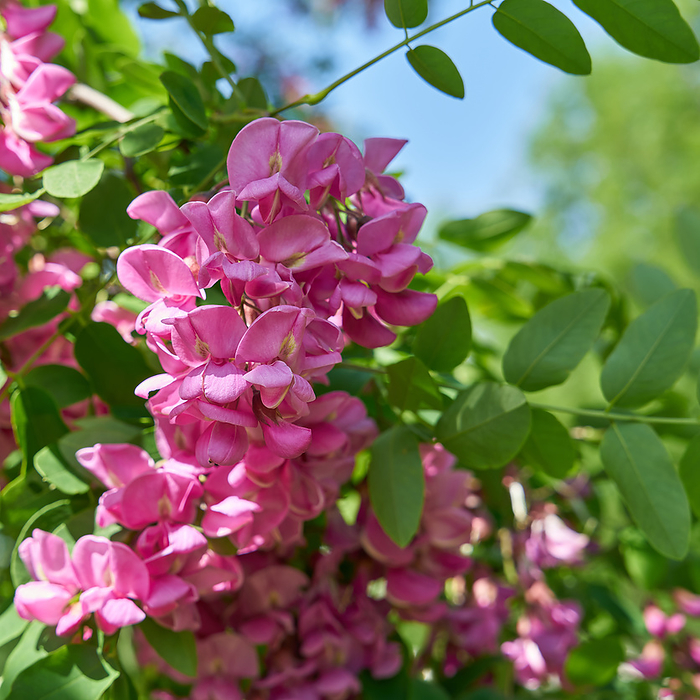 pink flowering robinia Robinia margaretta Casque Rouge in a public park near Berlin in springtime pink flowering robinia Robinia margaretta Casque Rouge in a public park near Berlin in springtime, by Zoonar Heiko Kueverl