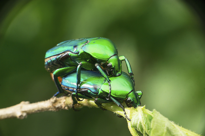 Green jewel beetle, Satara, Maharashtra, India Green jewel beetle, Satara, Maharashtra, India, by Zoonar RealityImages