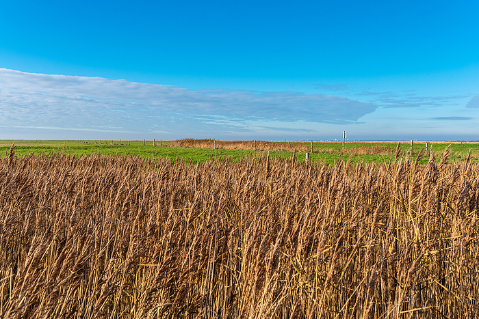 Reed in the Hilgenriedersiel intertidal zone on the East Frisia North Sea coast Reed in the Hilgenriedersiel intertidal zone on the East Frisia North Sea coast, by Zoonar Stefan Laws