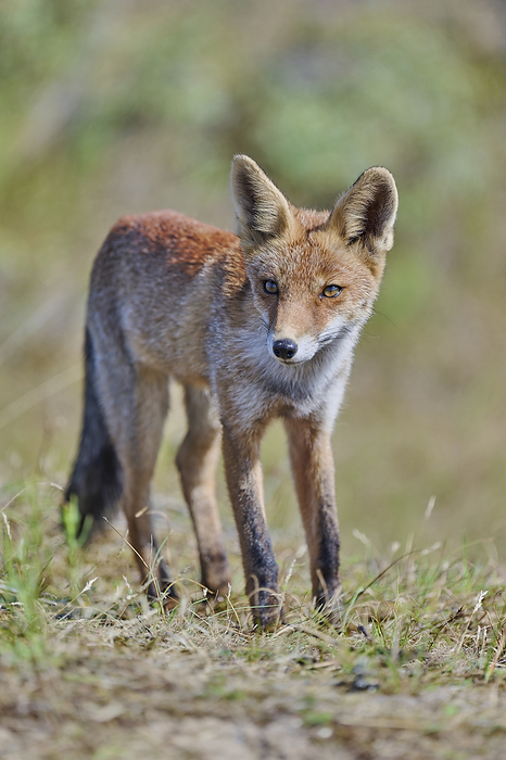 Red Fox, Vulpes vulpes Red Fox, Vulpes vulpes, by Zoonar CHRISTOPHBOSC