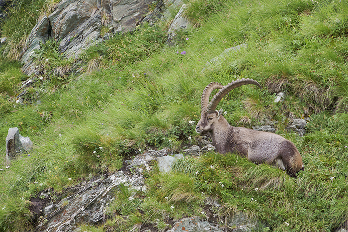 Alpine Ibex, Capra ibex Alpine Ibex, Capra ibex, by Zoonar CHRISTOPHBOSC
