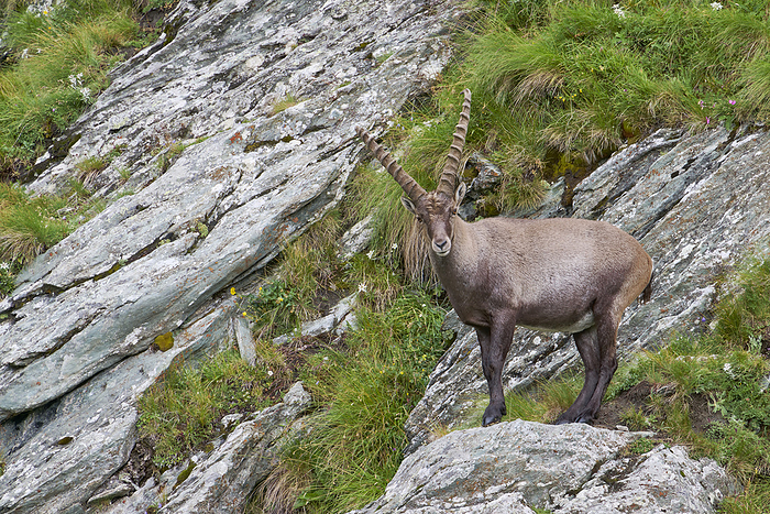 Alpine Ibex, Capra ibex Alpine Ibex, Capra ibex, by Zoonar CHRISTOPHBOSC