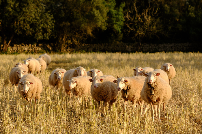Mallorcan sheep Mallorcan sheep, by Zoonar Bartomeu Bala