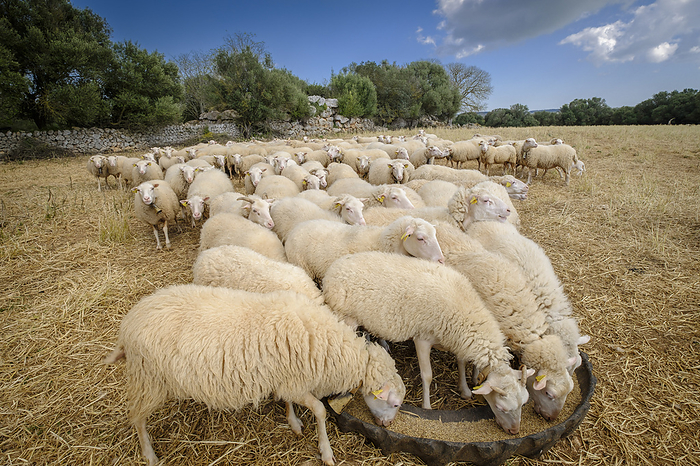 sheep herd sheep herd, by Zoonar Bartomeu Bala