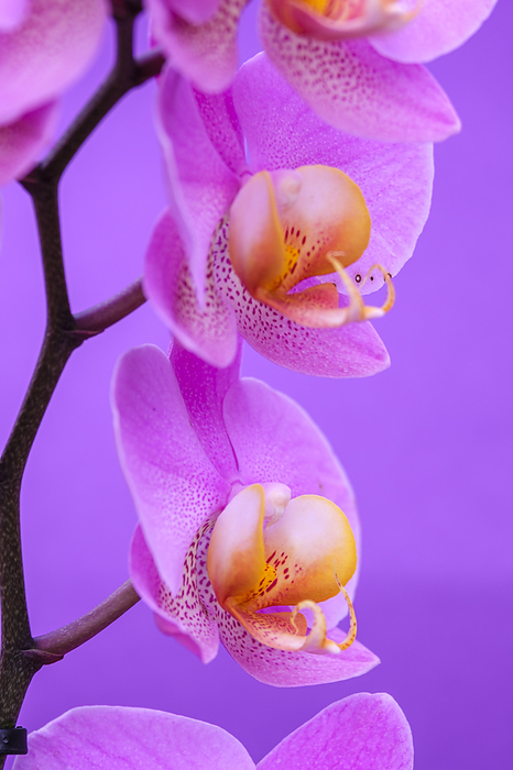 purple orchid purple orchid, by Zoonar Tolo