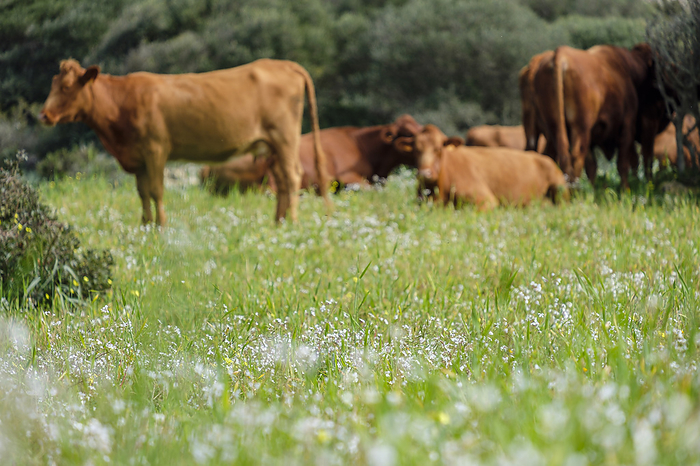 Menorcan cows grazing Menorcan cows grazing, by Zoonar Tolo
