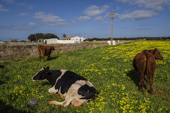 cow in a field of flowery vinegars cow in a field of flowery vinegars, by Zoonar Tolo
