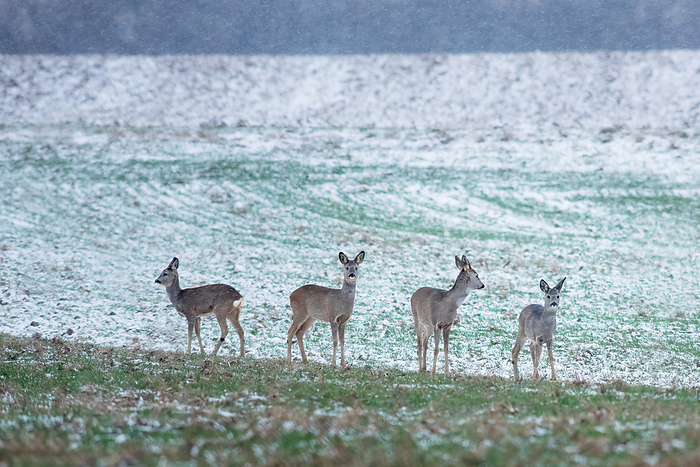 Wild roe deer herd in a snowfall Wild roe deer herd in a snowfall, by Zoonar Ewald Fr