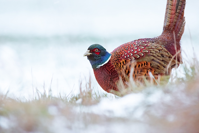 Male ring necked pheasant in winter Male ring necked pheasant in winter, by Zoonar Ewald Fr
