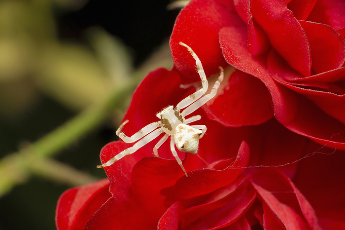 White crab spider, Thomisus species,   on rose flower, Satara, Maharashtra,  India White crab spider, Thomisus species,   on rose flower, Satara, Maharashtra,  India, by Zoonar RealityImages