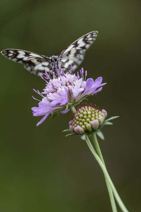 butterfly pollinating a flower butterfly pollinating a flower, by Zoonar Tolo