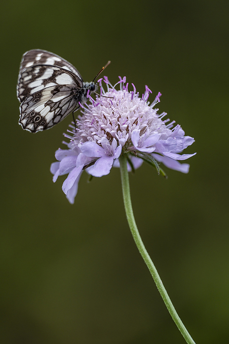 butterfly pollinating a flower butterfly pollinating a flower, by Zoonar Tolo