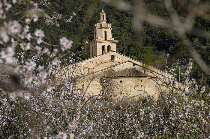Parish Church of La Immaculada Concepci  and almond blossom Parish Church of La Immaculada Concepci  and almond blossom, by Zoonar TOLO BALAGUER