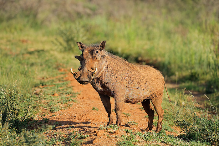 A warthog  Phacochoerus africanus  in natural habitat A warthog  Phacochoerus africanus  in natural habitat, by Zoonar Nico Smit