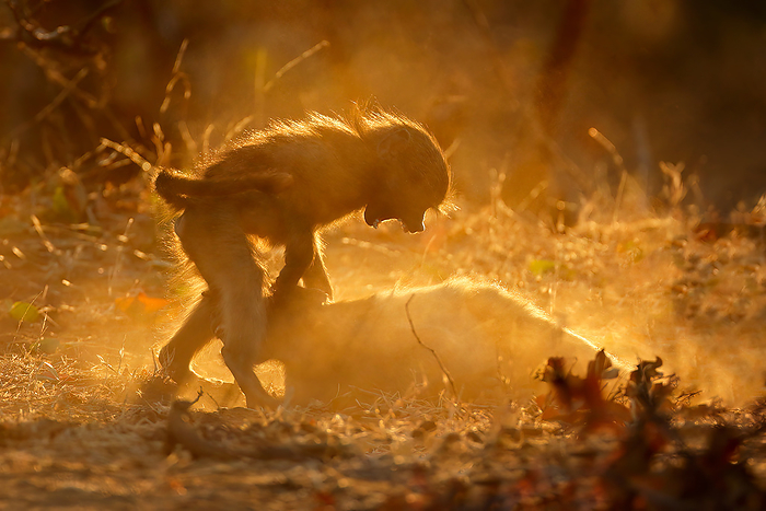 Chacma baboons  Papio ursinus  playing in dust at sunset Chacma baboons  Papio ursinus  playing in dust at sunset, by Zoonar Nico Smit