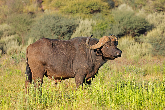An African buffalo  Syncerus caffer  in natural habitat An African buffalo  Syncerus caffer  in natural habitat, by Zoonar Nico Smit
