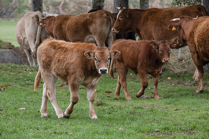 herd of cows and calves at a waterhole herd of cows and calves at a waterhole, by Zoonar Tolo
