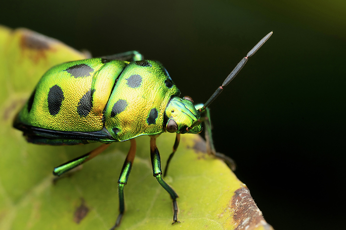 Green jewel bug, Chyrsocoris stolli, Satara, Maharashtra Green jewel bug, Chyrsocoris stolli, Satara, Maharashtra, by Zoonar RealityImages