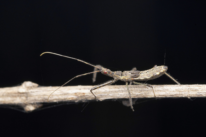 Strange New world assasin bugs, Sinea coronata, Satara, Maharashtra , by Zoonar/RealityImages