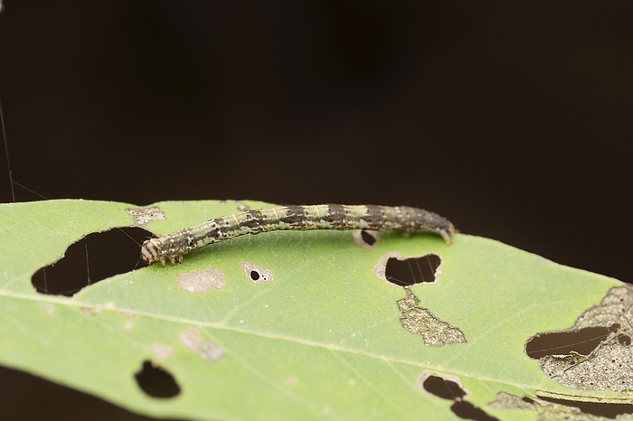 Gypsy moth caterpillar, Lymantria dispar, Satara, Maharashtra Gypsy moth caterpillar, Lymantria dispar, Satara, Maharashtra, by Zoonar RealityImages