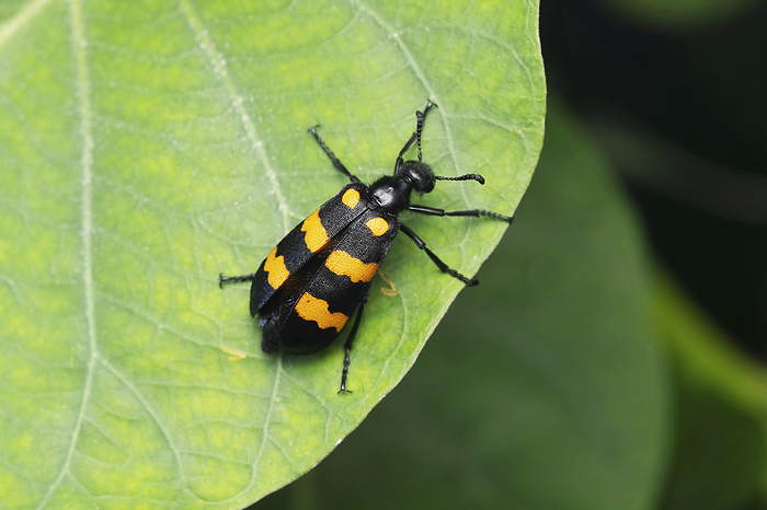 Blister beetle, Mylabris phalerata, Satara, Maharashtra Blister beetle, Mylabris phalerata, Satara, Maharashtra, by Zoonar RealityImages