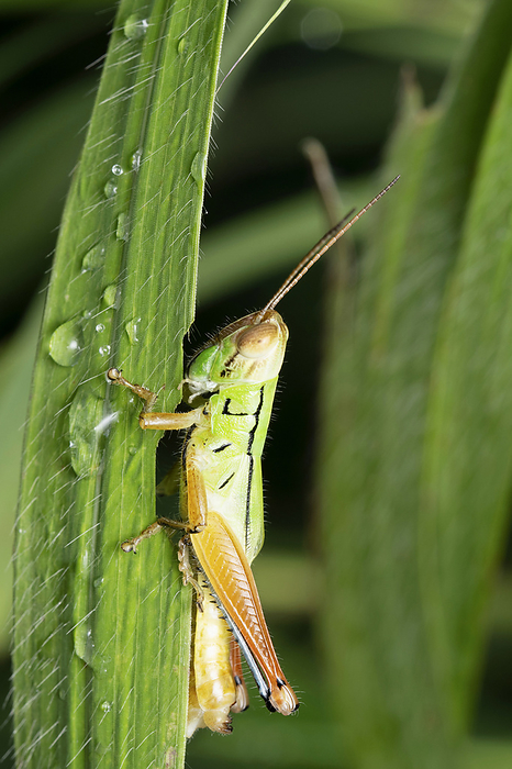 Green grasshopper feeding, Oxya yezoensis, Pune, Maharashtra Green grasshopper feeding, Oxya yezoensis, Pune, Maharashtra, by Zoonar RealityImages
