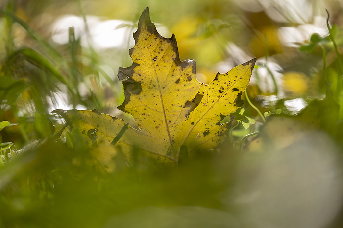autumn leaf of common aspen on grass autumn leaf of common aspen on grass, by Zoonar Tolo
