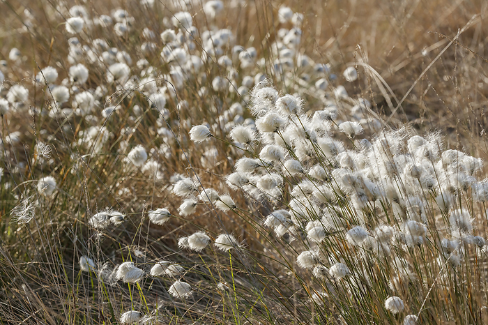 Eriophorum vaginatum, Hare s tail cottongrass, Tussock cottongrass, Sheathed cottonsedge in Germany Eriophorum vaginatum, Hare s tail cottongrass, Tussock cottongrass, Sheathed cottonsedge in Germany, by Zoonar Lothar Hinz