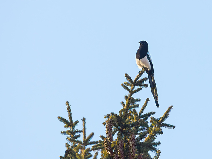 Magpie with an open beak on top of a pine tree in a garden Magpie with an open beak on top of a pine tree in a garden, by Zoonar Ewald Fr