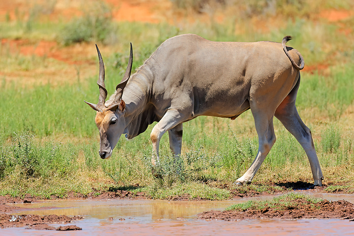 A male eland antelope  Tragelaphus oryx  at a waterhole A male eland antelope  Tragelaphus oryx  at a waterhole, by Zoonar Nico Smit