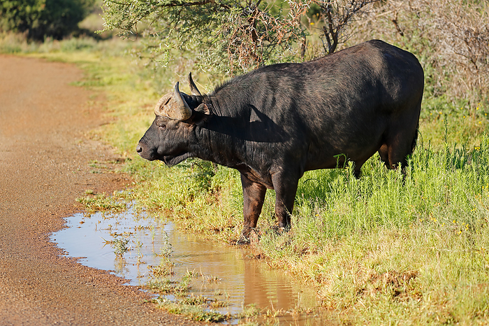 African buffalo  Syncerus caffer  drinking water African buffalo  Syncerus caffer  drinking water, by Zoonar Nico Smit