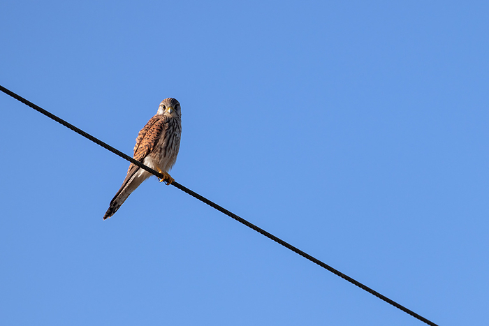 Kestrel resting on a telegraph wire on a sunny winters day Kestrel resting on a telegraph wire on a sunny winters day, by Zoonar Phil Bird