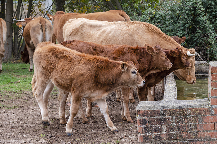 herd of cows and calves at a waterhole herd of cows and calves at a waterhole, by Zoonar Tolo