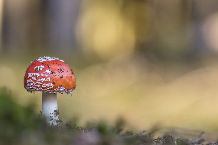 Amanita muscaria, known as the Fly agaric, Fly amanita, Fly mushroom Amanita muscaria, known as the Fly agaric, Fly amanita, Fly mushroom, by Zoonar Lothar Hinz