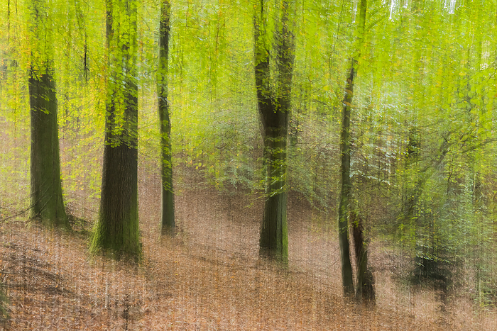 Photo wiper  Wipe technique , View of a beech forest in Lower Saxony, Germany Photo wiper  Wipe technique , View of a beech forest in Lower Saxony, Germany, by Zoonar Lothar Hinz