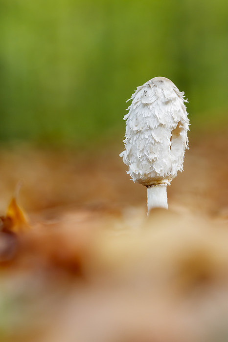Coprinus comatus, known as Shaggy mane, Lawyer s wig, Shaggy ink cap, Shagg s wig Coprinus comatus, known as Shaggy mane, Lawyer s wig, Shaggy ink cap, Shagg s wig, by Zoonar Lothar Hinz