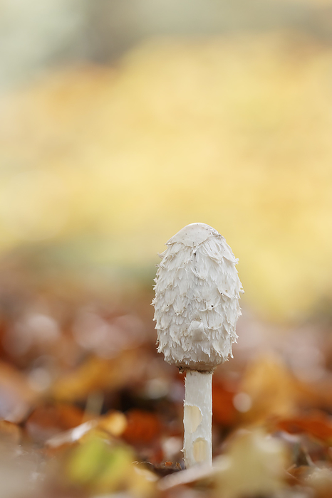 Coprinus comatus, known as Shaggy mane, Lawyer s wig, Shaggy ink cap, Shagg s wig Coprinus comatus, known as Shaggy mane, Lawyer s wig, Shaggy ink cap, Shagg s wig, by Zoonar Lothar Hinz