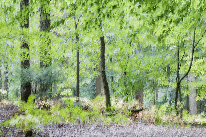 Photo wiper  Wipe technique , View of a beech forest in Lower Saxony, Germany Photo wiper  Wipe technique , View of a beech forest in Lower Saxony, Germany, by Zoonar Lothar Hinz